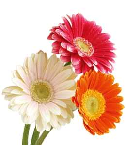 Multicolor Gerbera Daisy flowers
