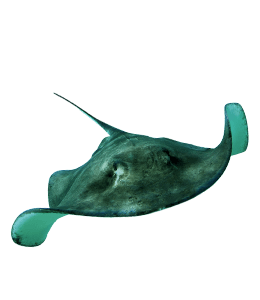 Myliobatoidei Fish in sea