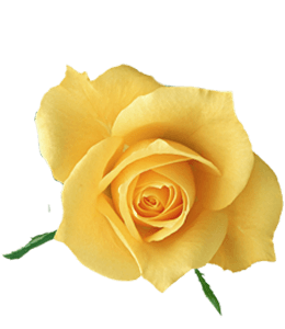 Natural yellow color rose