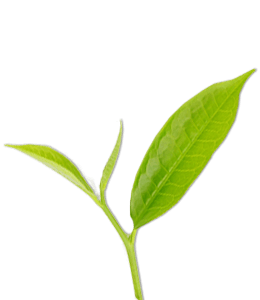 New green tea leaf