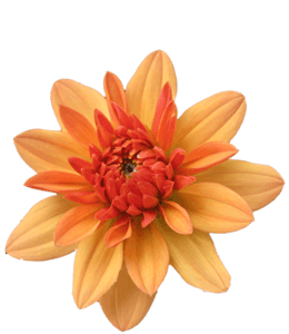 Orange color Dahlia flower