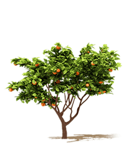 Orange fruit tree