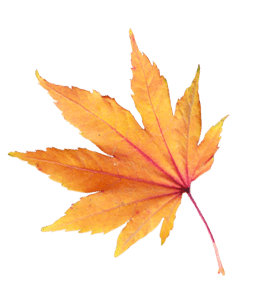 Orange maple leaf
