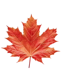 Orange-red maple leaf
