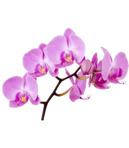 Orchid color hex code is #DA70D6
