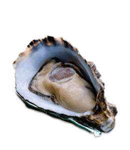 Oyster in a shell