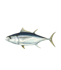 Pacific bluefin tuna fish