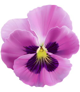 Violet pansy flower