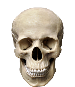 Pastel horror skull