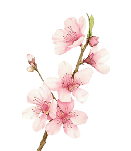Blossom color hex code is #F2B2AE