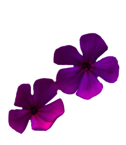 Phlox dark purple flower