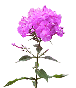 Phlox Plant with Flowers