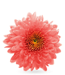 Pink chrysanthemum