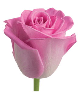 Pink color rose bud
