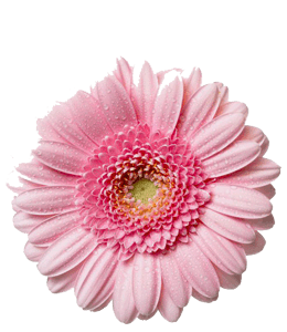 Pink common daisy flower