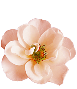 Pink dogwood flower