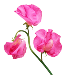 Pink pea flowers