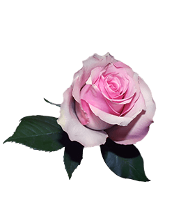 Pink soft rose flower