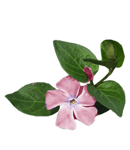 Pink vinca flower