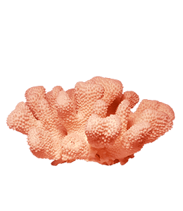 Pocilloporidae Coral