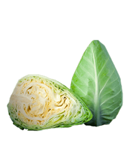Pointed green cabbage