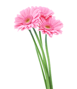 Popular gerbera flowers