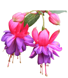 Purple and pink fuchsia