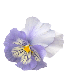 Purple and white viola flower
