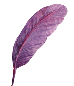 Purple color soft feather