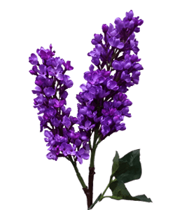 Purple lilac flower bunch