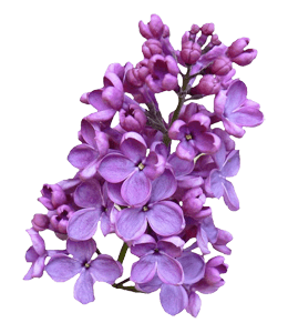 Purple lilac flower