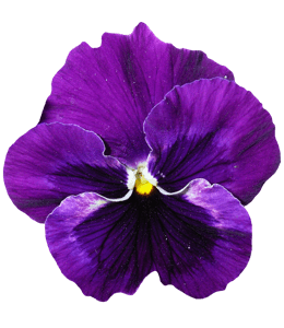 Purple pansy flower