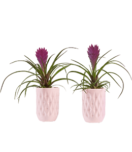 Purple Tillandsia Plant