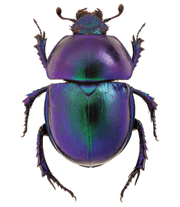 Purple (violet) and green iridescent beetle