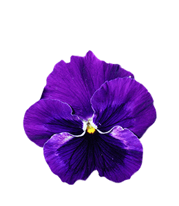 Purple Violet pansy flower