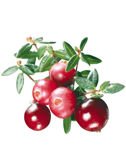 Cranberry color hex code is #DC1D44
