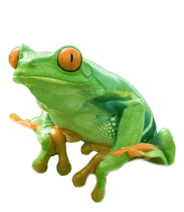 Red eyed tree green frog