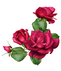 Red fuchsia roses