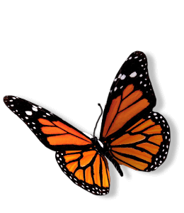 Red Orange Butterfly