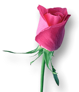 Red-pink rose flower bud