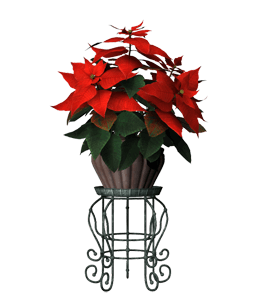 Red poinsettia flower pot