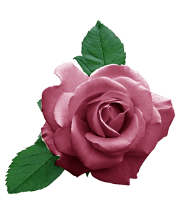 Reddish purple color Rose flower