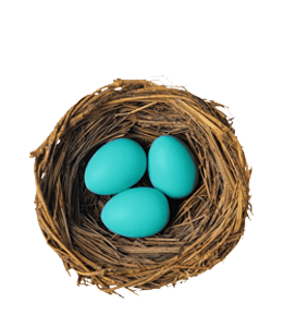 Robin blue egg in nest