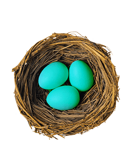 Robin Eggs in the Nest