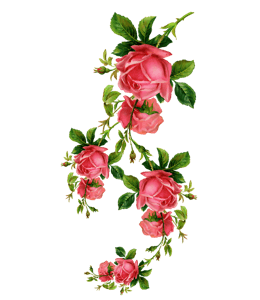 Rose branch
