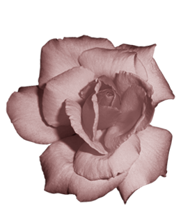 Rose flower beauty