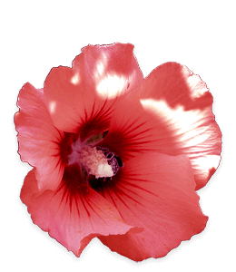 Rose of sharon flower