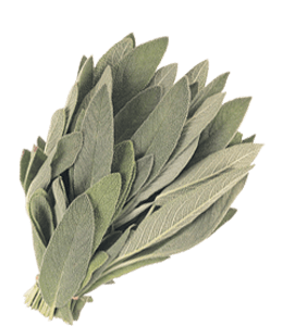 Sage for healthy body