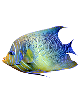 Saltwater angel fish