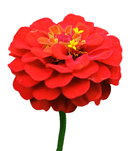 Scarlet or red flower-Zinnia Elegans
